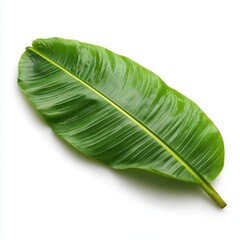A close-up shot of a vibrant green banana leaf, showcasing its intricate texture and natural beauty. The leaf is the perfect representation of tropical climate.