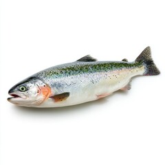 Naklejka premium A single rainbow trout displayed against an isolated background. The fish has a silver body with colorful markings and a classic shape. 