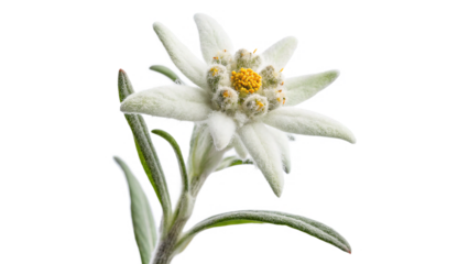 Edelweiss flower blooms in the alpine region showcasing its delicate white petals and bright yellow center on a transparent background