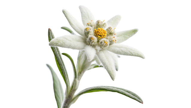 Edelweiss flower blooms in the alpine region showcasing its delicate white petals and bright yellow center on a transparent background
