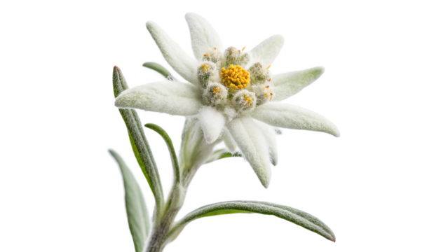 Edelweiss flower blooms in the alpine region showcasing its delicate white petals and bright yellow center on a transparent background