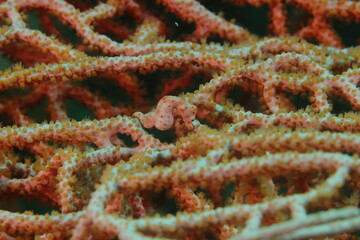 pygmy seahorse (Hippocampus denise)