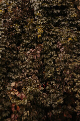 leaves of a climbing plant on the walls