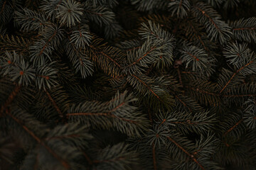 spruce tree branches close up