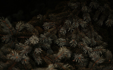 spruce tree branches close up © Дарья Залога