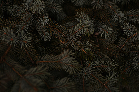 spruce tree branches close up - Powered by Adobe