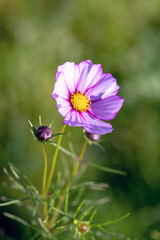 pink flower in the garden