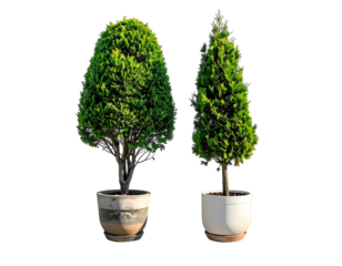 Two potted topiary trees, one rounded and one conical, against a black backdrop