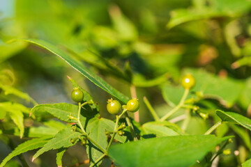 秋の森　ヘクソカズラの実05