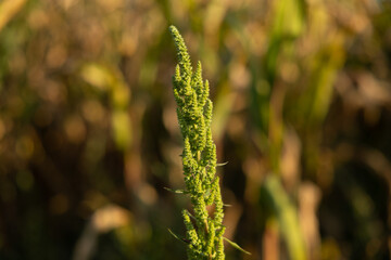 vista macro di un esemplare di infiorescenza di amaranto comune di color verde, in un campo, di giorno