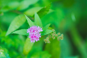 秋の森　シモツケのピンクの花02