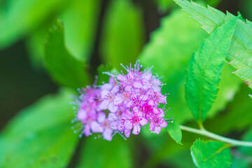 秋の森　シモツケのピンクの花04