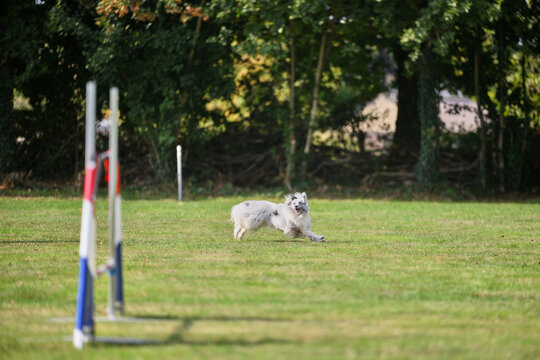 shelty running an agility course