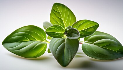 Fresh Oregano Sprig With Velvety Green Leaves On Transparent Background