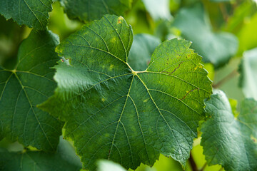 foglie verdi di piante di vite mature, di giorno, tra estate ed autunno