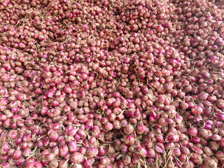 Freshly harvested onions filling the entire frame, ready for distribution and use.