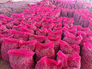 Freshly harvested onions filling the entire frame, ready for distribution and use.