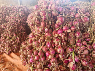 Freshly harvested onions filling the entire frame, ready for distribution and use.