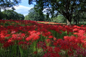 入田ヤナギ林曼珠沙華　（高知県　四万十市）