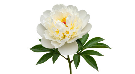Elegant white peony flower isolated on transparent background, floral blossom for wedding invitations and spring designs © Sofix