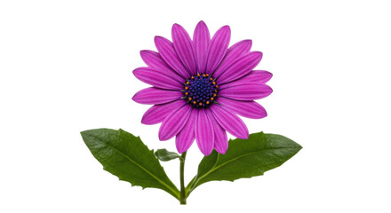 Vibrant purple Osteospermum flower isolated PNG, African daisy blossom with green leaves on transparent background for botanical design