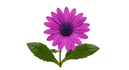 Vibrant purple Osteospermum flower isolated PNG, African daisy blossom with green leaves on transparent background for botanical design