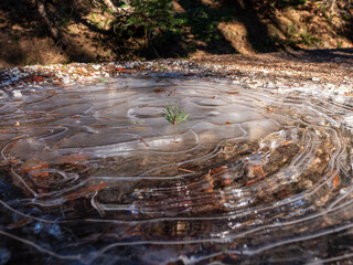 Frozen ground with a small green pine branch emerging through ice under natural sunlight. Resilient green sprout breaks through icy forest floor, symbolizing life, hope, and nature&rsquo;s quiet strength.