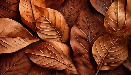 Autumn Leaf Texture Browned Foliage As Background