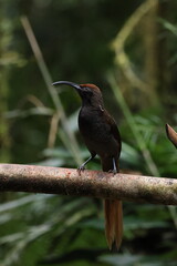 female black sicklebill