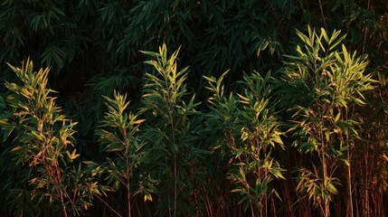 Lush bamboo grove bathed in golden light