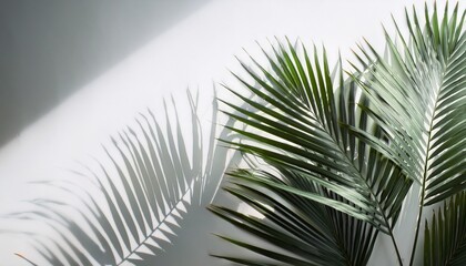 Palm Fronds Casting Shadows On White Background