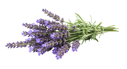 Bunch of lavender flowers isolated on transparent background, aromatic purple blossoms for aromatherapy and relaxation © Sofix