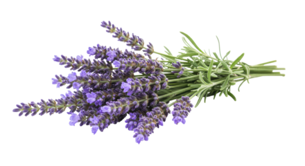 Bunch of lavender flowers isolated on transparent background, aromatic purple blossoms for aromatherapy and relaxation