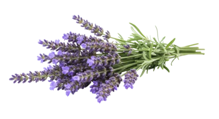 Fotobehang Lavendel Bunch of lavender flowers isolated on transparent background, aromatic purple blossoms for aromatherapy and relaxation  © Sofix