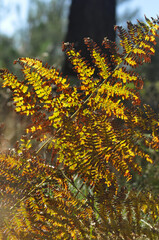 Foug&egrave;re aigle