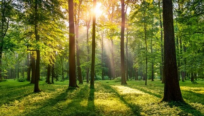Obraz premium Luminous Sunshine In A Green Forest Clearing The Sun Casts Its Beautiful Rays Through The Trees In Panoramic Format