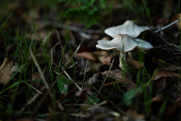 vista macro di funghi dal berretto bianco su un terreno naturale coperto da foglie secche e ciuffi...