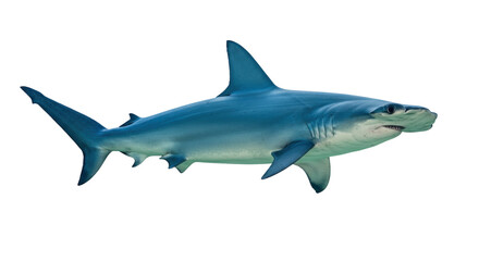 Hammerhead shark isolated PNG on transparent background, marine predator with distinctive head shape for wildlife and educational use