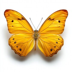 Fototapeta premium A Close-up of a beautiful yellow butterfly, with wings spread, showcasing intricate details