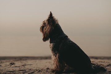 Yorkshire Terrier Silhouetted on Beach at Sunset. A Yorkie lapdog sits on the beach, silhouetted against a soft, muted sunset. The dog is facing away, its fur catching the light. Serene small dog .
