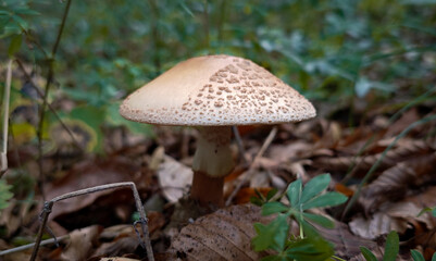 A large parasol mushroom (likely Chlorophyllum rachodes) stands tall on the forest floor, its beige cap covered with distinctive scales and surrounded by autumn foliage.