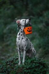 Dalmatian wearing flower headband in mystical forest with Halloween pumpkin