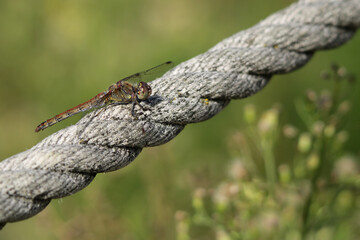 Libelle auf einem Seil