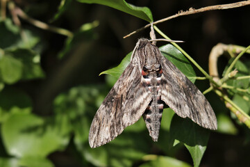 Ligusterschwärmer - Sphinx ligustri