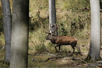 Rothirsch in freier Natur