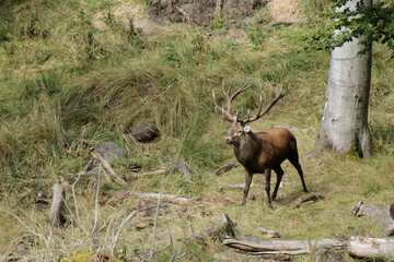 Rothirsch in freier Natur