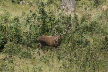 Rothirsch in freier Natur