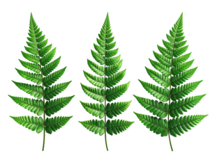 Three detailed, verdant fern leaves, their intricate structures well-defined, against black