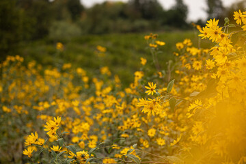 vista macro di una fitta crescita di fiori gialli di topinambur, in un ambiente naturale di campagna, in autunno