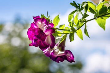 lilac flowers on blue sky background